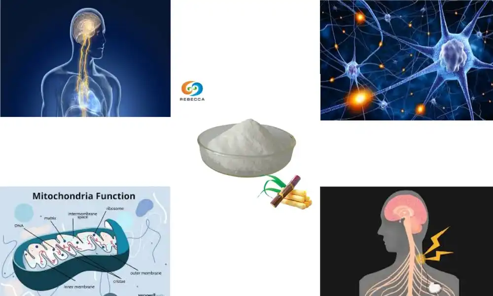 Why Use Octacosanol Powder for Enhanced Performance?